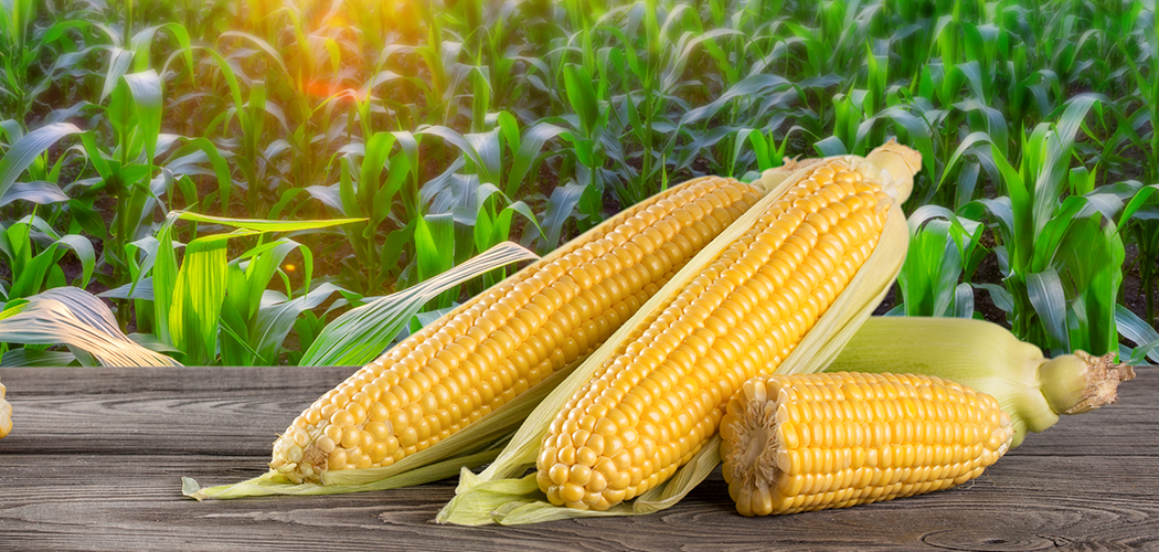 Corn